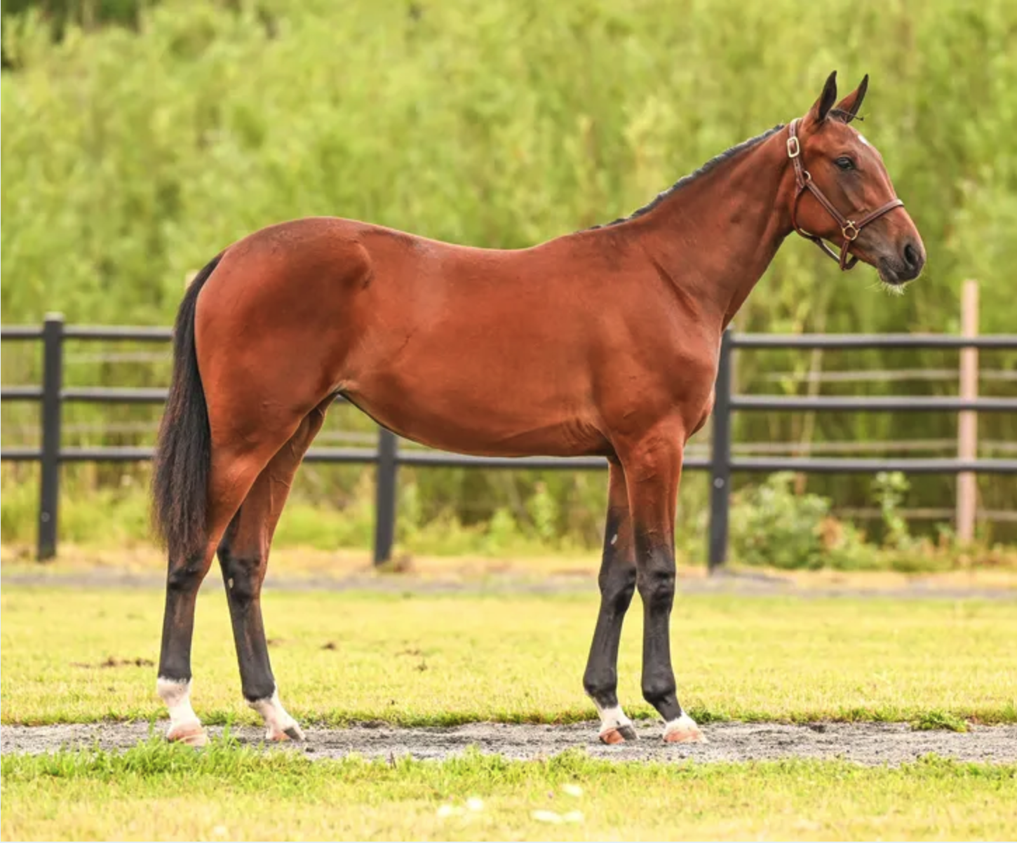 Bandida — varmblodig travare