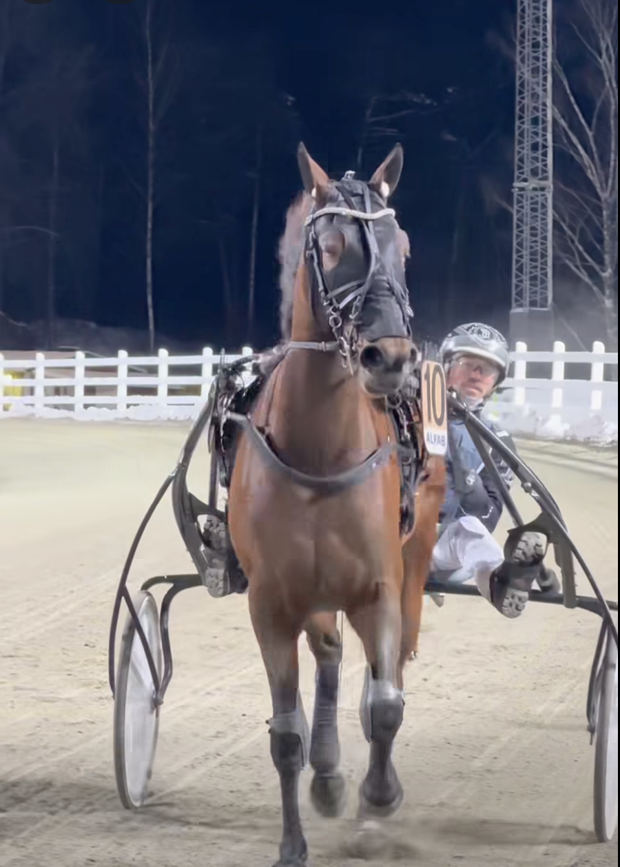 Metarie — Standardbred racehorse