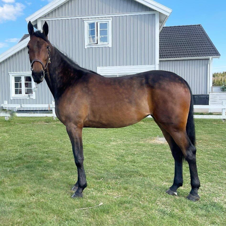 Floripa — varmblodig travare